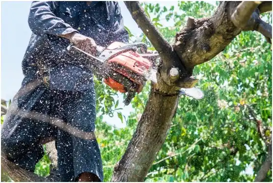 tree services La Grange